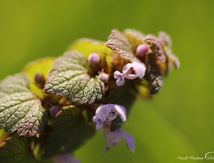 Lamier pourpre - Lamium purpureum