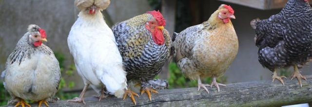 les aventures de la poule Monique 