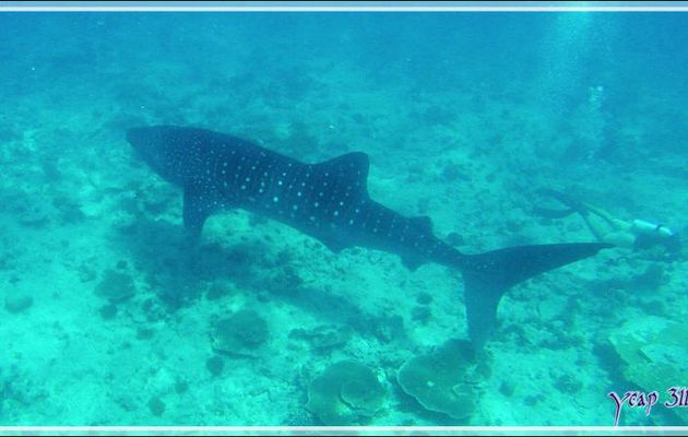 Ma quatrième rencontre avec un Requin-baleine - Sud de l'atoll d'Ari - Maldives