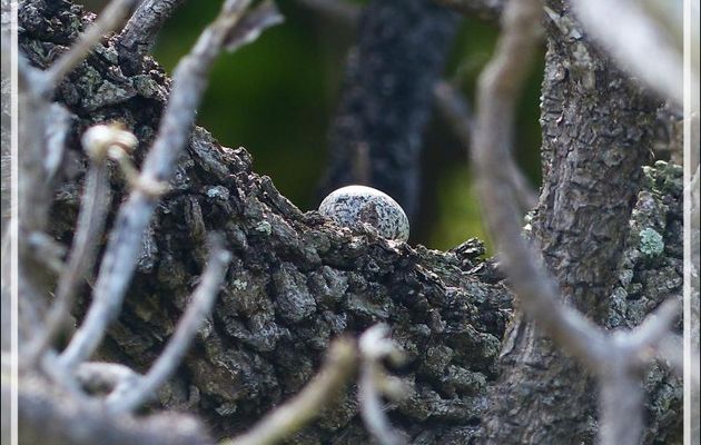 Quoi de plus sympa qu'un œuf en équilibre sur une branche ? - Ile aux oiseaux - Vers la passe sud Tumakohua (Tetamanu) - Atoll de Fakarava - Tuamotu - Polynésie française