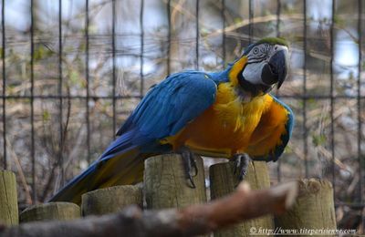 La Ménagerie du Jardin des Plantes : L' Ara bleu et jaune