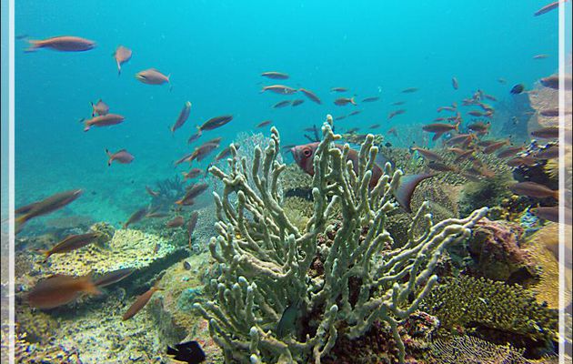 Éponges corde, gorgones... - Nosy Mitsio - Madagascar