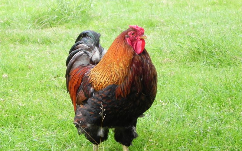 un coq qui garde ses amis !