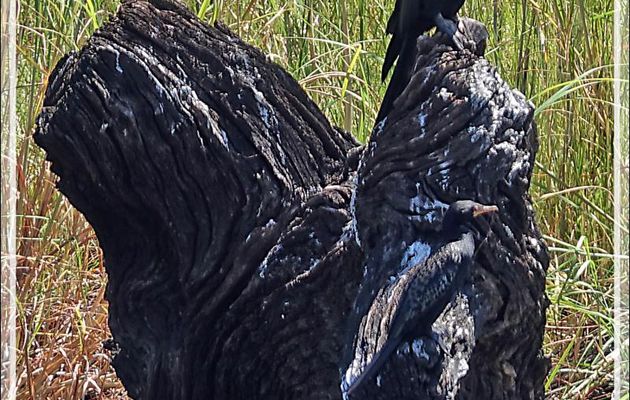 Pour terminer la matinée, un Anhinga d'Afrique en compagnie d'un Cormoran africain - Safari nautique - Parc National de Chobe - Botswana