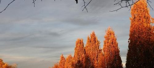 couleurs d'automne!!!