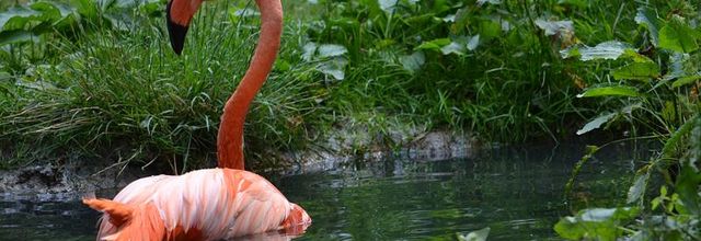 Ménagerie du Jardin des Plantes : Le flamant des Caraïbes ou flamant rouge