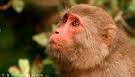 Errare humanum est, et pour le singe aussi.