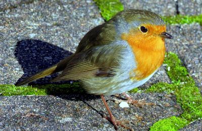 un rouge gorge
