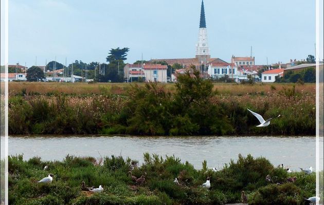 Zone de nidification d'une colonie de Mouettes rieuses - Ars-en-Ré - Île de Ré - 17