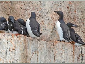 Guillemots de Brünnich dans les falaises d'Alkefjellet - Spitzberg - Svalbard - Norvège