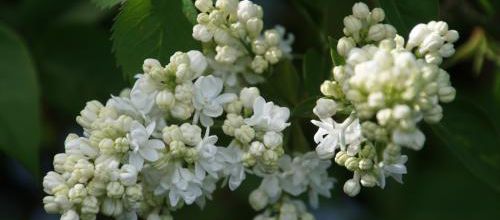 Mes 5 blancs d'Avril