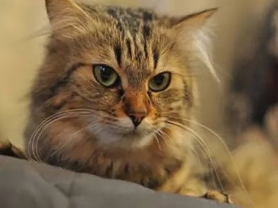 Comment nettoyer les oreilles d'un chat ?