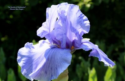 Iris 'Pacific Mist'