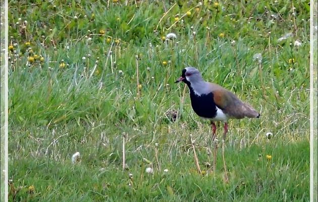 Vanneau téro, Tero comùn, Southern Lapwing (Vanellus chilensis) - Poste frontière Cancha Carrera - Argentine