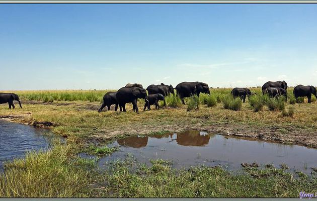 Après avoir traversé, les éléphants poursuivent tranquillement leur route, un mâle, que le bain n'a pas rafraîchi, est en grande forme ! - Safari nautique - Parc National de Chobe - Botswana