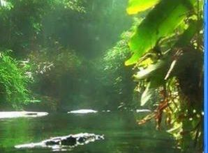 Disappearing Amazon. Paradise Lost. 2010. Full HD.