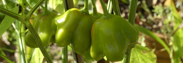 Automne  : Piment à la forme originale