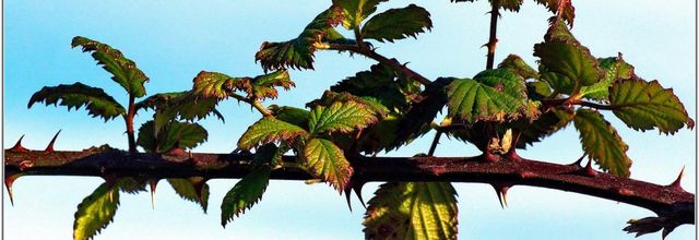 Ronce (2) -  Rubus fruticosus