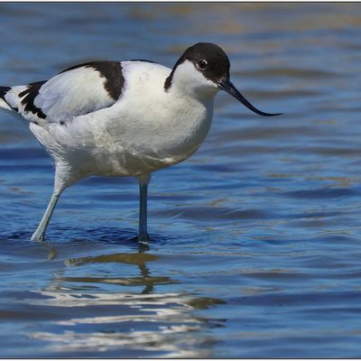 Réserve Ornithologique du Teich (1)