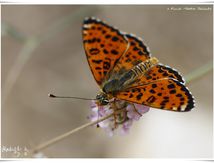 Mélitée orangée - Melitaea didyma - Nymphalidae