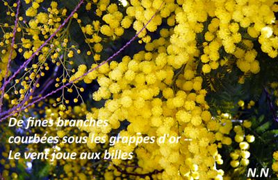 Fin d'hiver en fleurs