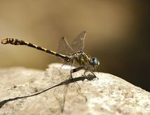 Onychogomphe à crochets ♂ - Onychogomphus uncatus