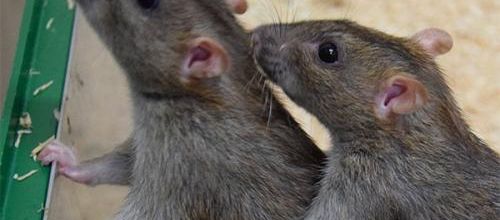 Avoir un rat comme animal de compagnie