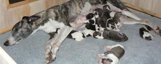 Les bébés de Cordo et Anastasia sont nés!!