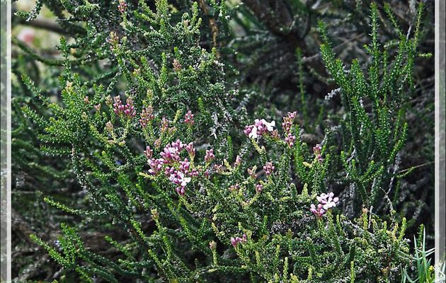 Buisson noir, Black bush, Mata negra (Mulguraea tridens ou Junellia tridens) - Torres del Paine - Patagonie - Chili