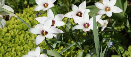 Mon top 3 des Tulipes botaniques