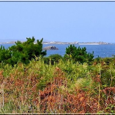 1085 - Île Molène, dans le Finistère Nord (29N) (Suite2)