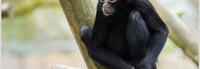Atèle Noir (1) - Ateles paniscus