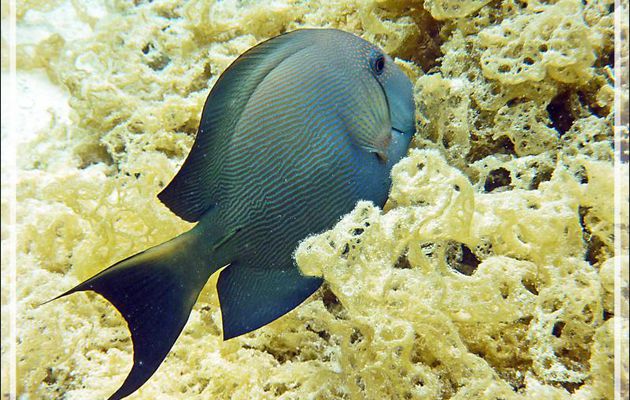 Poisson-chirurgien strié ou Maïto, Lined bristlethooth or Striated surgeonfish (Ctenochaetus striatus) - Jardin de corail - Motu Tautau - Taha'a - Polynésie française
