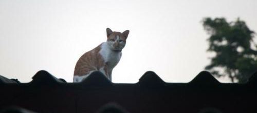 Un chat coincé sur un toit durant 13 jours