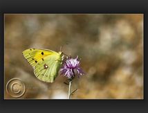 Colias - Pieridae