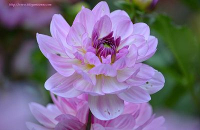 Dahlias au Parc Floral