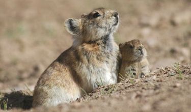 Le pika à lèvres noires ... 