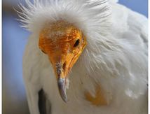 Vautour percnoptère