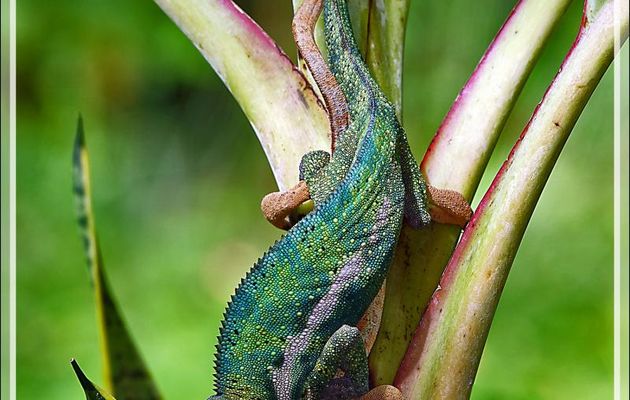 Câlin coquin de Monsieur Caméléon panthère mâle à Madame, Panther chameleon in copula (Furcifer pardalis) - Nosy Be - Madagascar