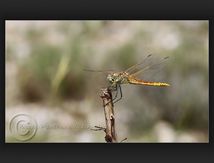Sympetrum fonscolombii...