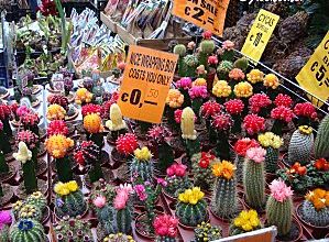 Amsterdam..marché aux fleurs...