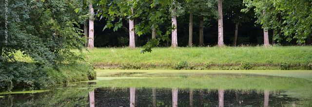 Rambouillet : Des cygnes et des reflets