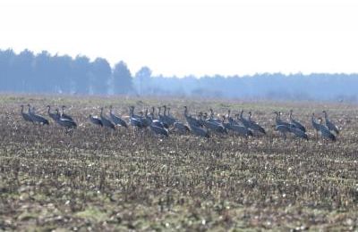 GRUES CENDRÉES D'ARJUZANX - LANDES  (Hiver 2019/2020)
