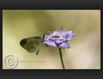 Piéride de la moutarde ou Piéride du lotier (Leptidea sinapis) - Pieridae