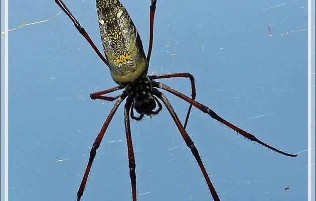 Femelle et mâle d'araignée Néphile dorée à pattes rouges, Red-legged Golden Orb Spider (Nephila inaurata madagascariensis) - Nosy Sakatia - Madagascar