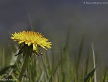 Pissenlit (ou Dent-de-lion)