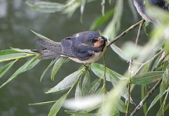 LE LAC D'ORIENT, LES OISEAUX