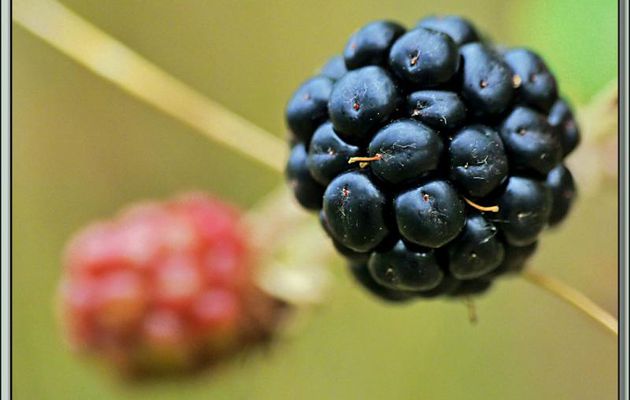 La mûre ou mûron, fruit de la Ronce des bois ou Mûrier des haies (Rubus fruticosus) et la bébête cachée - Verdun-sur-Ariège - 09