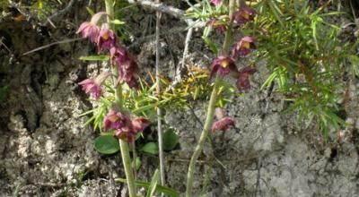 Epipactis atrorubens - épipactis pourpre