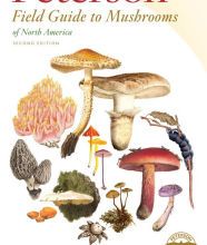 [PDF/Kindle] Peterson Field Guide to Mushrooms of North America, Second Edition by Karl B. McKnight, Joseph R. Rohrer, Kirsten McKnight Ward, Kent H. McKnight